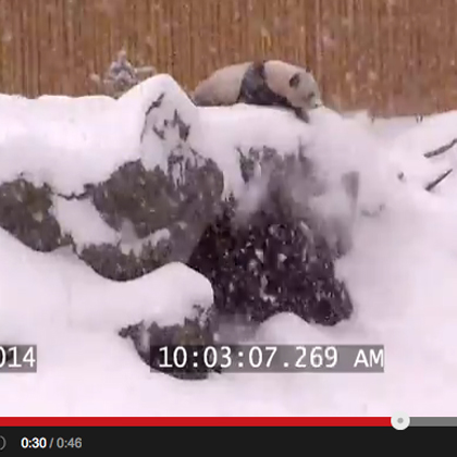 【動画】雪でテンションが上がりすぎたかわいい動物まとめ