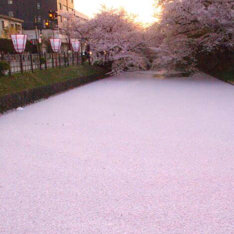 画像 美しすぎる 弘前公園の桜と花筏の写真まとめ いまトピ