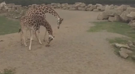 ウサギさんが妙に気になる動物園のキリンさん