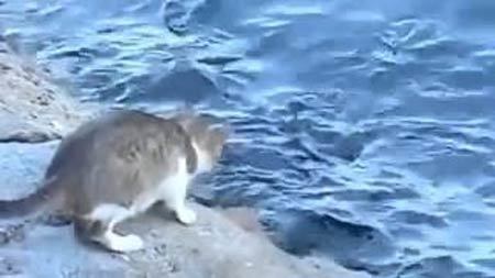 釣竿いらず、猫ハンターの見事な漁