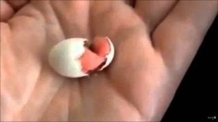 手のひらでヒナが卵から孵った瞬間