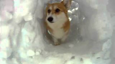 雪で作ったトンネルで遊ぶコーギー