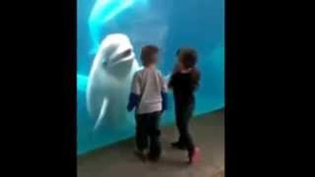 水槽に遊びに来た子供たちをビックリさせる白イルカ