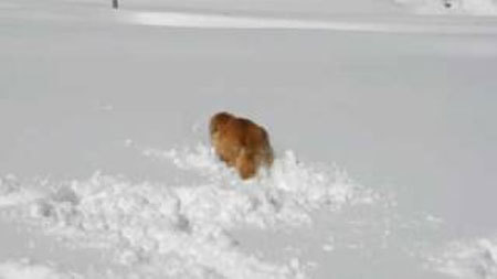 新雪に埋もれながらうれしそうにはしゃぐ犬