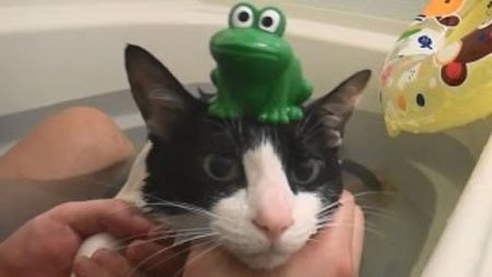 浮き輪でプカプカ、お風呂を楽しむハチワレ猫