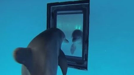やっぱり賢い！水族館のイルカに鏡を見せたら