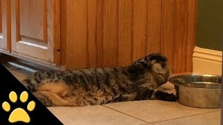めんどくさいニャ…寝たまま手を伸ばし水を飲む猫