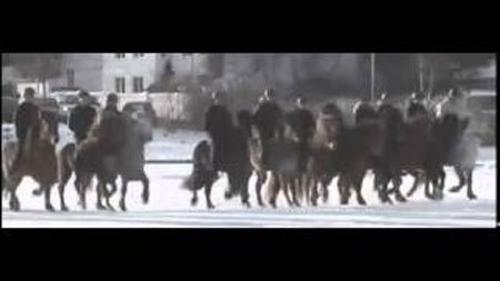 さっそうと歩く馬の隊列、足元の氷が突然…