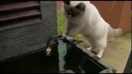 水槽のヘリにはまった魚を助け、立ち去る猫