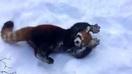 雪に大よろこびではしゃぎまくるレッサーパンダ