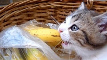 フルーツバスケットの中でバナナをかじる子猫