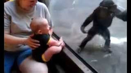 ガラス越しの赤ちゃんと遊びたそうなチンパンジー