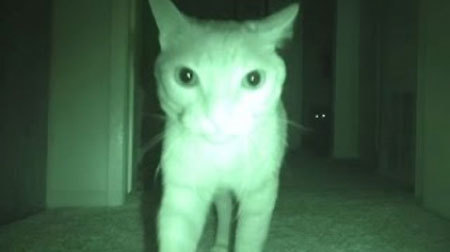 真夜中、家の猫が何をしているのかこっそり観察