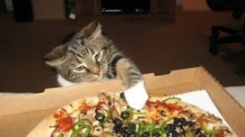 ピザが大好きな猫たちの決定的瞬間を捉えた
