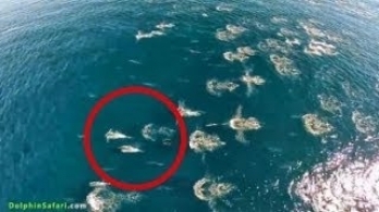 これは美しい…イルカの大群、海を跳びはねる