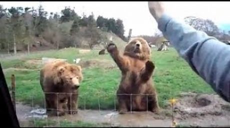 手を振ると手を振って応えてくれるクマさんたち