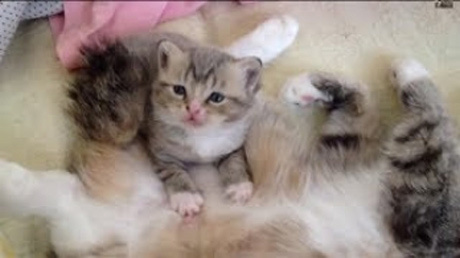 ママ、ミルク…甘えんぼな赤ちゃん猫がかわいい