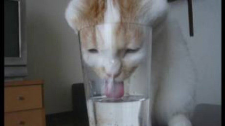 もっといっぱい飲むニャ！強引に水を飲む猫