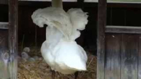 松山城のお堀で白鳥のヒナ誕生！ちょこっと歩くまで