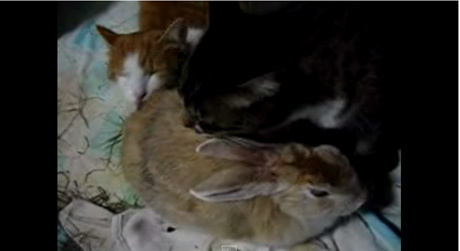 猫とウサギ、3匹の共同生活はケンカしてなめ合って…