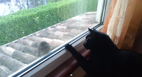黒猫さん、小鳥を脅そうとするもスルーされる