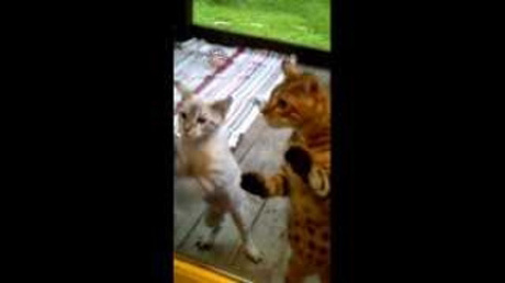 「中に入れてニャ～」超かわいいベンガル猫の赤ちゃんたち