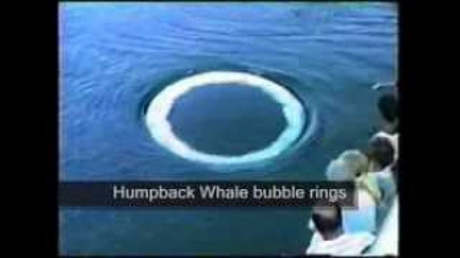 バブルリング、イルカは戯れ、クジラのは巨大！