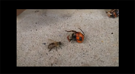 オオスズメバチの生首に腰を抜かすニホンミツバチ 