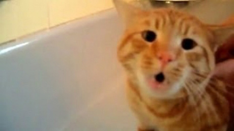 お風呂イヤすぎ！「Nooooo」と絶叫する猫