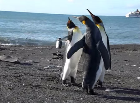 ペンギンのケンカはこうなんです！ペタペタビンタバトル勃発