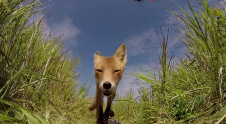 おいしくないよ？カメラをカジるキツネさん