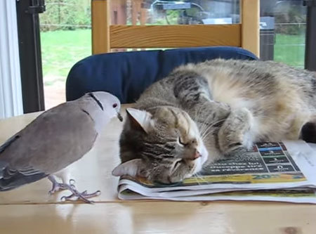 猫さんを突っつくことが楽しくなってしまった鳥