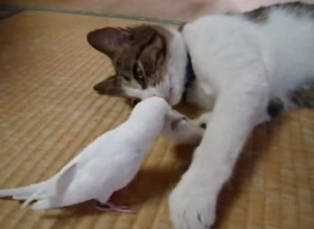 「猫さん起て。」猫を起こす仕事をする小鳥