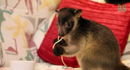 登るの大好き！木登りガンガルーを飼っているお宅の日常