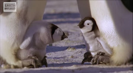 赤ちゃんペンギンはどうしてこんなにもカワイイのか