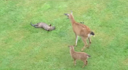 鹿の家族とお友だちになりたかったカワウソ