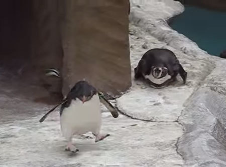 チョウチョを必死に追い掛けるペンギン