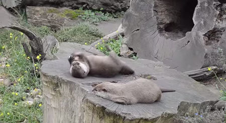 ひとり遊びが上手なカワウソたん