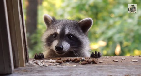 幸せすぎる…アライグマの赤ちゃんがいる日常