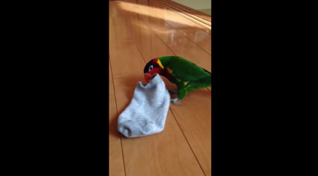 靴下をかぶってお散歩するインコが妖怪っぽい