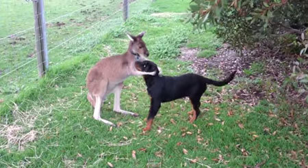 「よーしよし」犬をかわいがるカンガルー