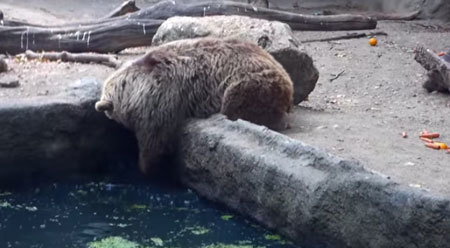 水におぼれているカラスを助けるクマ