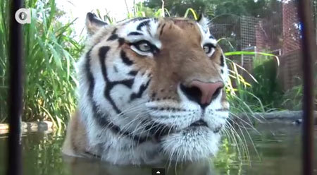 虎さんも…お水で遊ぶ猫科の動物がかわいい