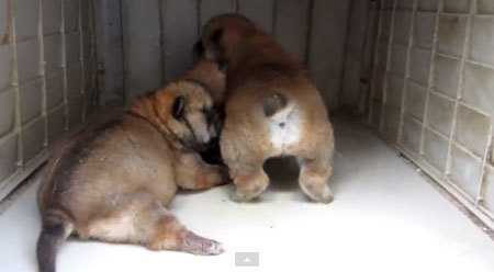 ムチムチの柴犬の赤ちゃんがヨチヨチしてかわいい