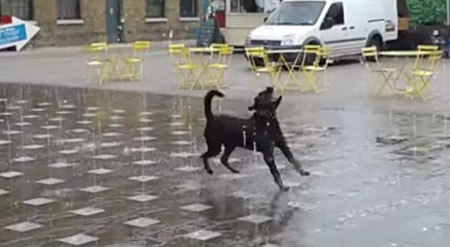 噴水で遊ぶ楽しさに気付いてしまった犬