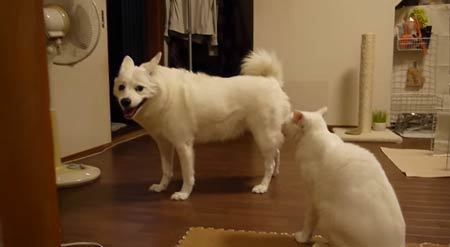 白い犬にからむ白いにゃんこがワルい