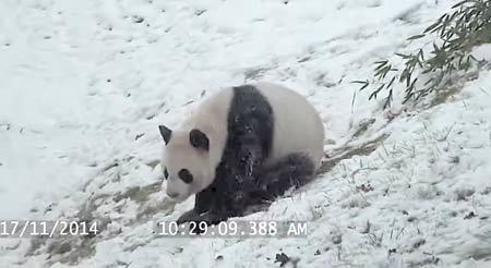 初めて見た雪が嬉しくてはしゃぎすぎるパンダ