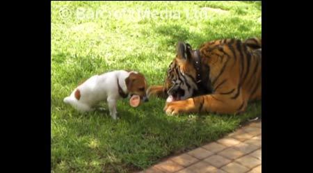 ベストフレンド!?トラと犬が追い掛けっこ