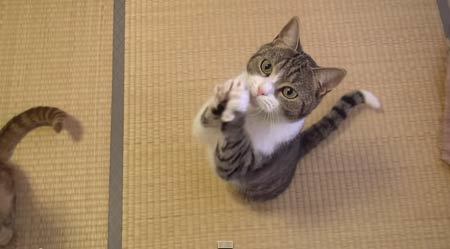 おやつが欲しくて2本足で「ちょうだい」ってする猫