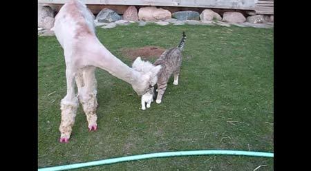 子猫のシッポがどうしても気になるアルパカ